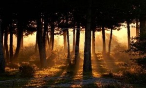awakening forest