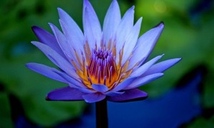 blue lotus