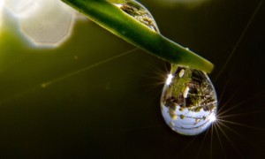 dewy grass