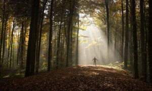 light through forest