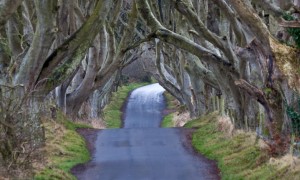 tree road tunnel