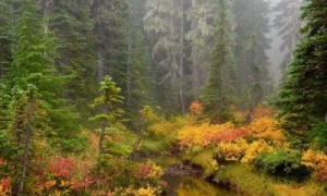 blooming forest