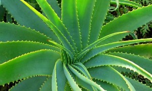 aloe vera