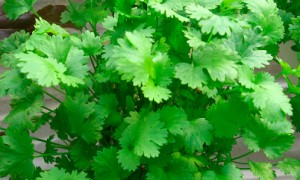 cilantro