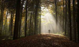 light-through-forest-small