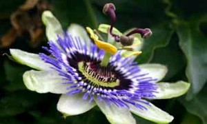 passion-flower-small