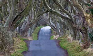 tree-road-tunnel-small