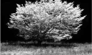 black-white-heaven-light-small-300