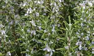 rosemary-bush-small-300