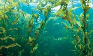 giant_kelp-small-300