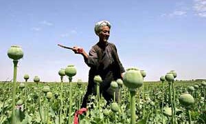poppy-field-afghanistan-small-300