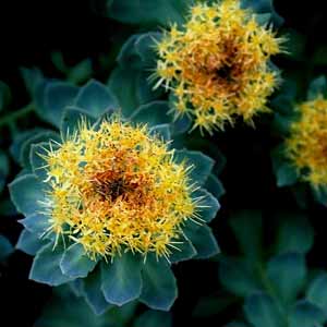 rhodiola-rosea-benefits-small-300