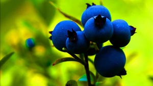 blueberry-food-fruit-vegetable-small-300