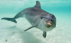 dolphin-small-300