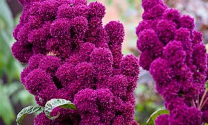 amaranth-nutrition-food-plant-small-300