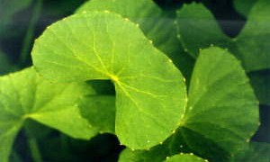 gotu-kola-brahmi-leaf-small-300