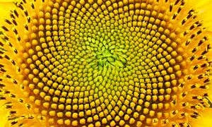 sunflower-sacred-geomtry-art-small-300
