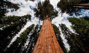 towering-sequoia-tree-sky-nature-small-300