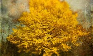 ginkgo-tree-incredible-health-benefits-oldest-tree-on-earth-small-300