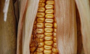 corn-small-300