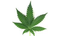 cannabis-3
