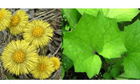 coltsfoot-2