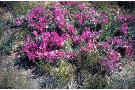 astragalus