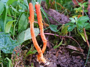 cordyceps