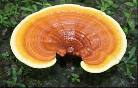 reishi