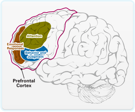 pref-cortex2