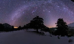 starry sky tree