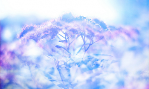 ice crystal flower