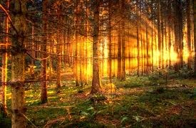 dna light forest