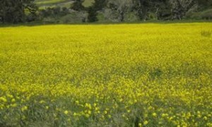 field of mustard