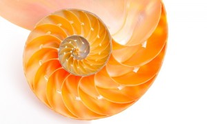 nautilus shell