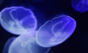 exotic jellyfish