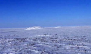 tundra north pole