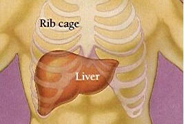 liver