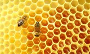 Honey-comb-bees-small-325