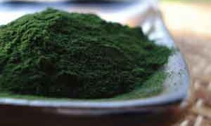 chlorella-small-300