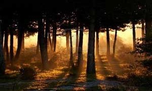 awakening-forest-light-small-300