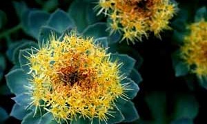 rhodiola-rosea-benefits-small-300