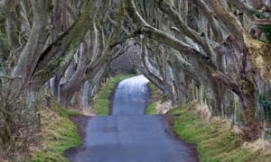 tree-road-tunnel-small-300