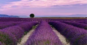 essential-oil-fields-lavender-small-300