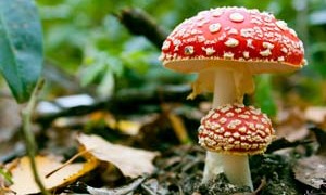 amanita-mushroom-forest-floor-small-300