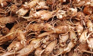 ginseng-root-adaptogenic-herb-small-300