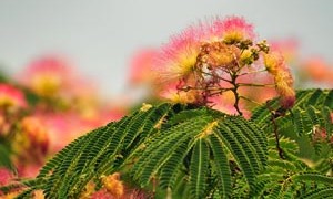 albizia-flowers-chinese-medicine-small-300