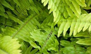 boston-fern-indoor-small-300