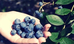 handful-of-blueberries-harmony-with-nature-small-300