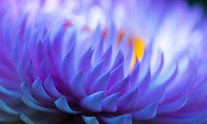 purple-lotus-petals-flower-small-300